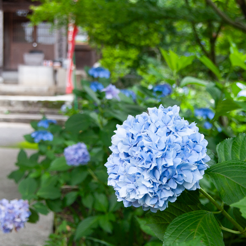 薬師巡礼の見どころ 季節の花々