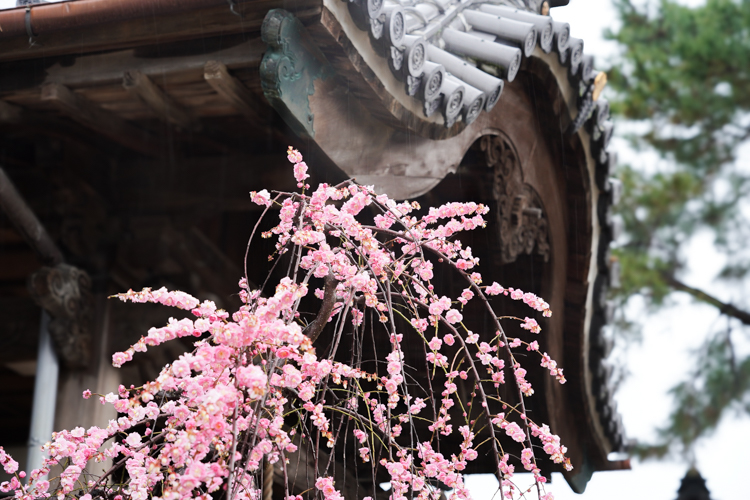 第44番 恵日山 宝琳院（佐賀県佐賀市）